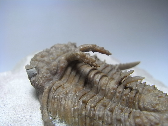 ロシアン三葉虫の至宝、ホプロリカス(その15)