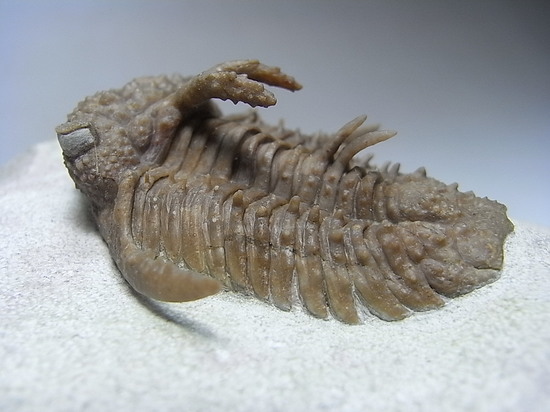 ロシアン三葉虫の至宝、ホプロリカス(その17)