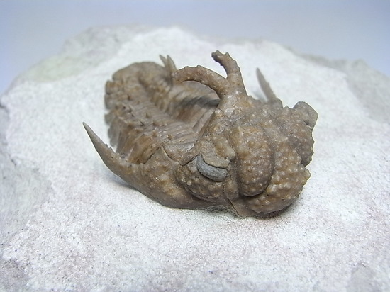ロシアン三葉虫の至宝、ホプロリカス(その2)