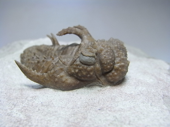 ロシアン三葉虫の至宝、ホプロリカス(その3)