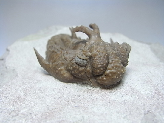 ロシアン三葉虫の至宝、ホプロリカス(その4)