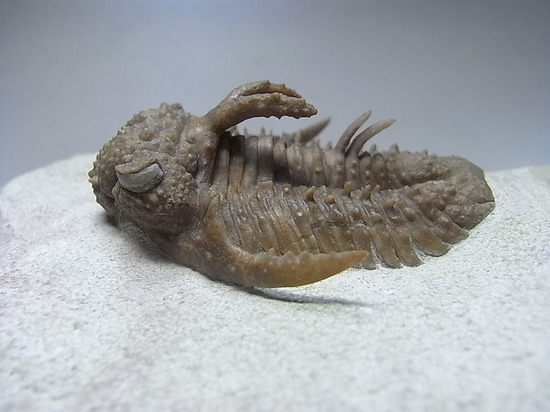 ロシアン三葉虫の至宝、ホプロリカス(その5)