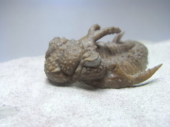 ロシアン三葉虫の至宝、ホプロリカス(その6)