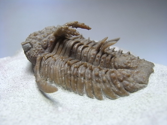 ロシアン三葉虫の至宝、ホプロリカス(その7)