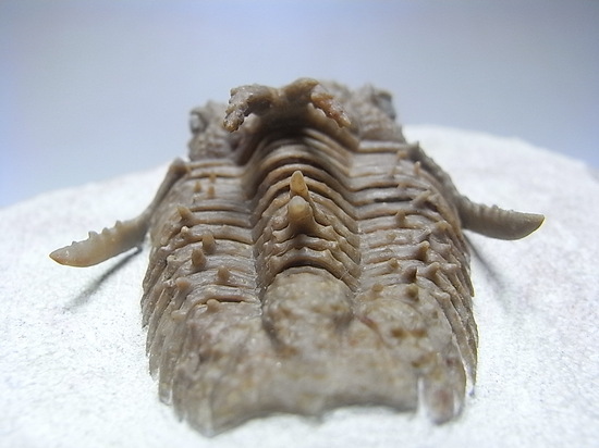 ロシアン三葉虫の至宝、ホプロリカス(その8)