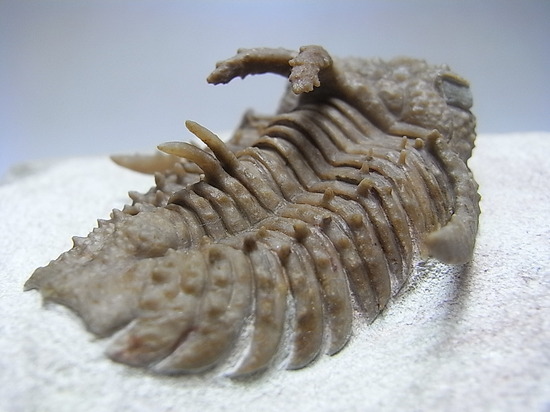 ロシアン三葉虫の至宝、ホプロリカス(その9)