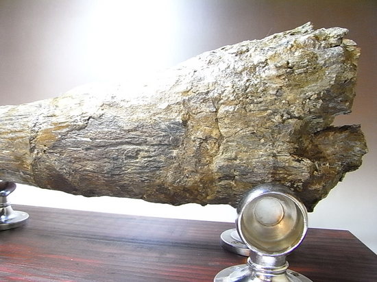 50cmオーバ、トリケラトプスのフリル角(その3)