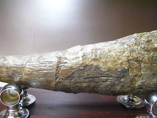 50cmオーバ、トリケラトプスのフリル角(その6)
