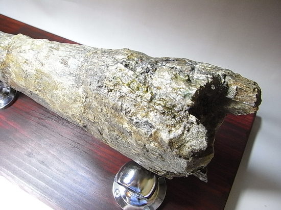 50cmオーバ、トリケラトプスのフリル角(その9)