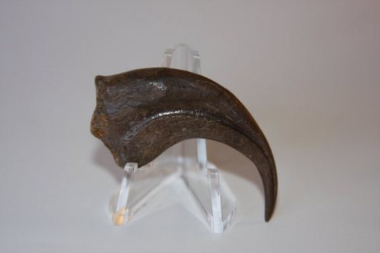 ドロマエオサウルスのハンドクロウ（その3）