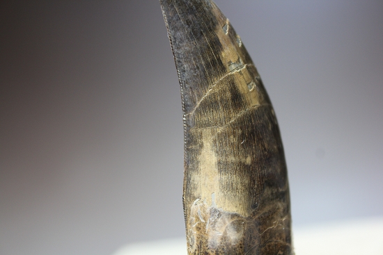 デカい、7.1cmのティラノサウルス・レックス歯化石（その11）