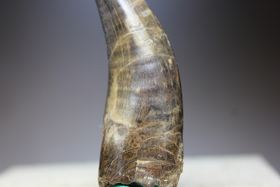 デカい、7.1cmのティラノサウルス・レックス歯化石（その13）