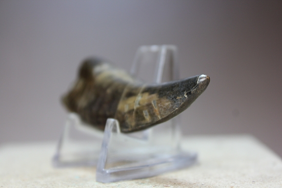 デカい、7.1cmのティラノサウルス・レックス歯化石（その15）