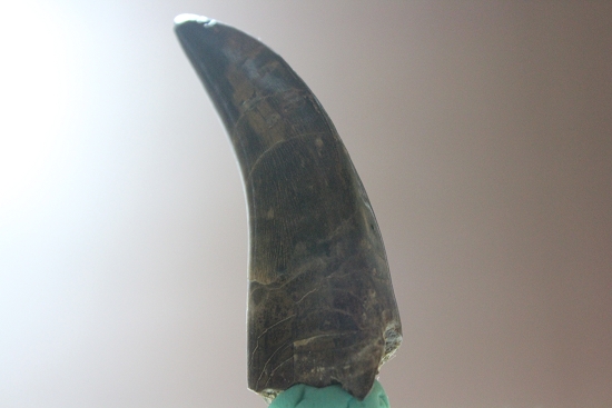 デカい、7.1cmのティラノサウルス・レックス歯化石（その19）