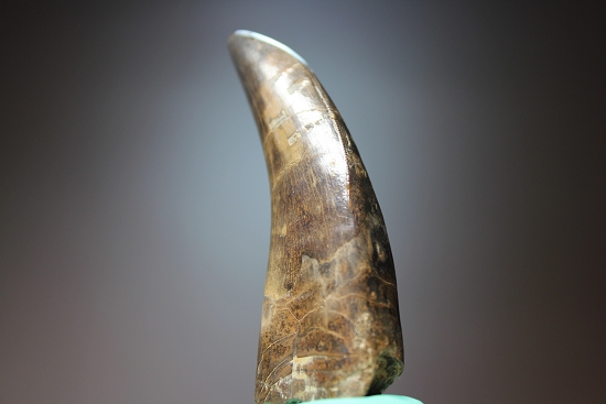 デカい、7.1cmのティラノサウルス・レックス歯化石（その2）