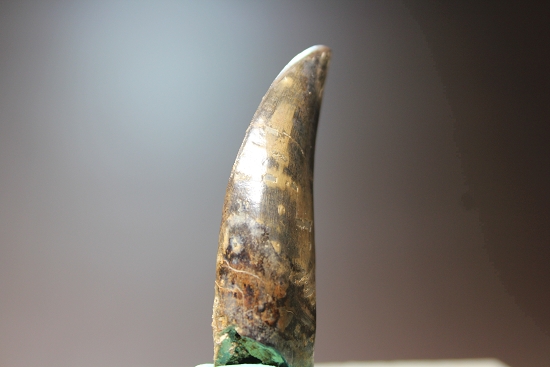 デカい、7.1cmのティラノサウルス・レックス歯化石（その3）