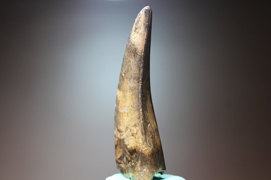 デカい、7.1cmのティラノサウルス・レックス歯化石（その5）