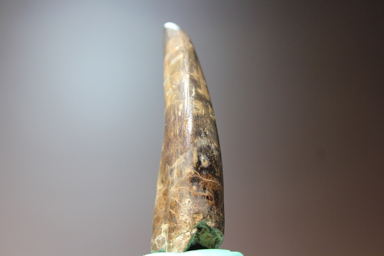 デカい、7.1cmのティラノサウルス・レックス歯化石（その7）