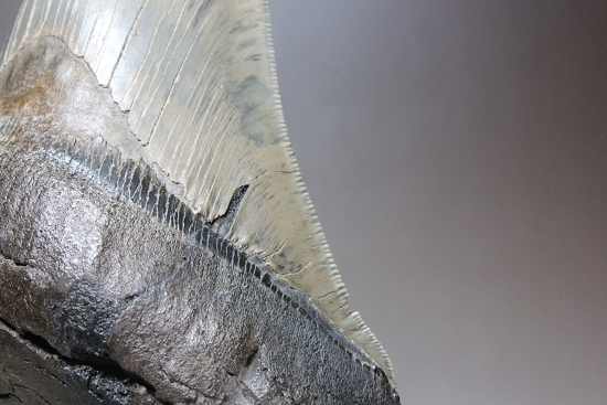15cmオーバのメガロドン巨大歯。全てにおいてハイレベル。サイズ・エナメル・セレーション、そして厚み。（その9）