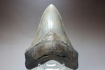 15cmオーバのメガロドン巨大歯。全てにおいてハイレベル。サイズ・エナメル・セレーション、そして厚み。