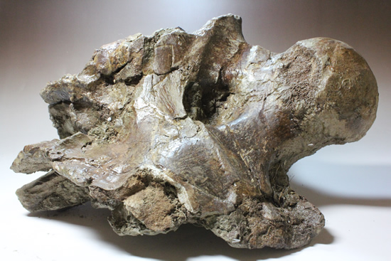 トリケラトプスの脳を包んでいた骨（その1）