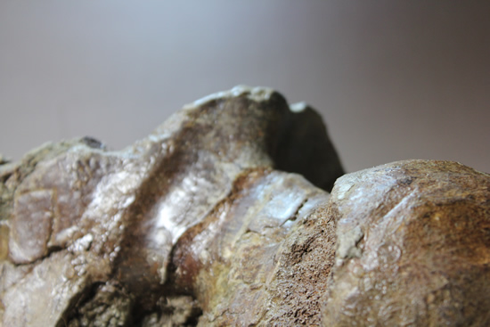 トリケラトプスの脳を包んでいた骨（その12）