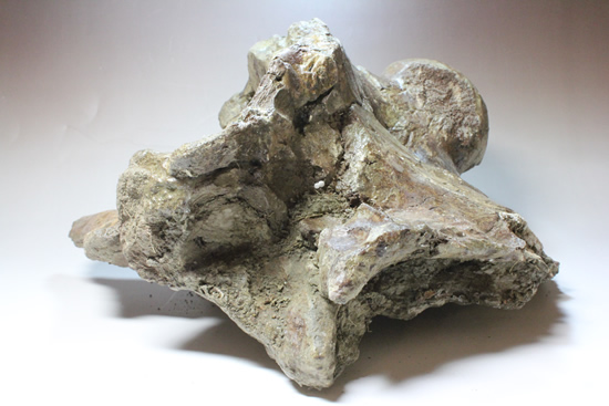 トリケラトプスの脳を包んでいた骨（その3）