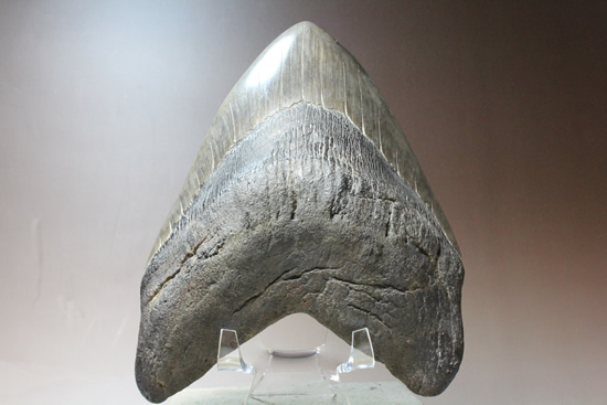 世界的モンスター。不世出のメガロドン歯化石。なんと17.4cm・・・（その1）