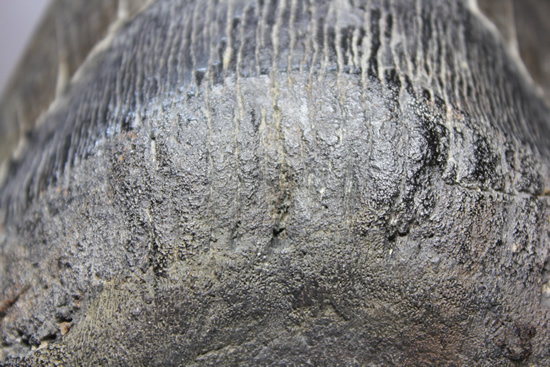 世界的モンスター。不世出のメガロドン歯化石。なんと17.4cm・・・（その10）