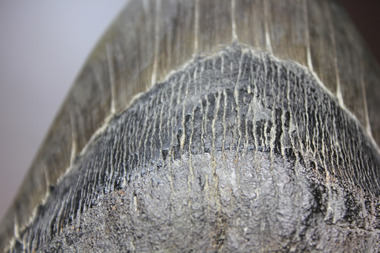 世界的モンスター。不世出のメガロドン歯化石。なんと17.4cm・・・（その11）