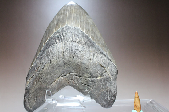 世界的モンスター。不世出のメガロドン歯化石。なんと17.4cm・・・（その17）