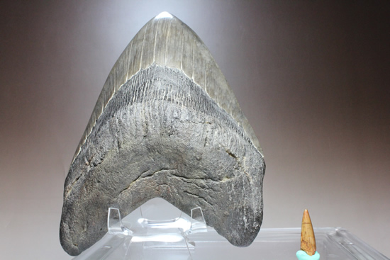 世界的モンスター。不世出のメガロドン歯化石。なんと17.4cm・・・（その18）