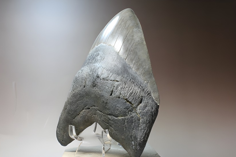 世界的モンスター。不世出のメガロドン歯化石。なんと17.4cm・・・ 海