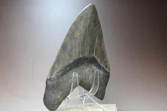 世界的モンスター。不世出のメガロドン歯化石。なんと17.4cm・・・（その5）