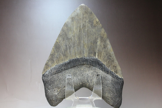 世界的モンスター。不世出のメガロドン歯化石。なんと17.4cm・・・（その6）