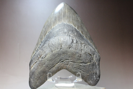 世界的モンスター。不世出のメガロドン歯化石。なんと17.4cm・・・（その8）