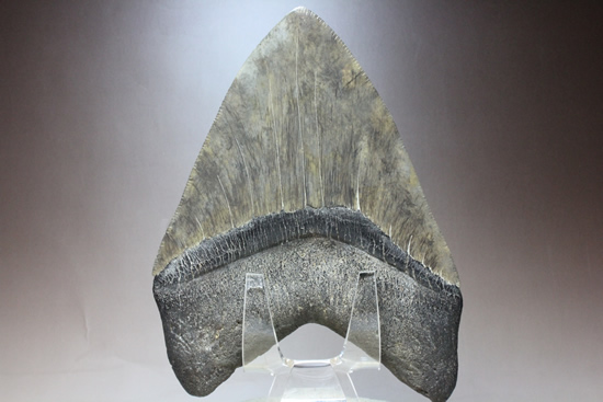 世界的モンスター。不世出のメガロドン歯化石。なんと17.4cm・・・（その9）