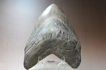世界的モンスター。不世出のメガロドン歯化石。なんと17.4cm・・・