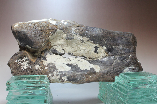 ナウマンゾウの大腿骨（その1）