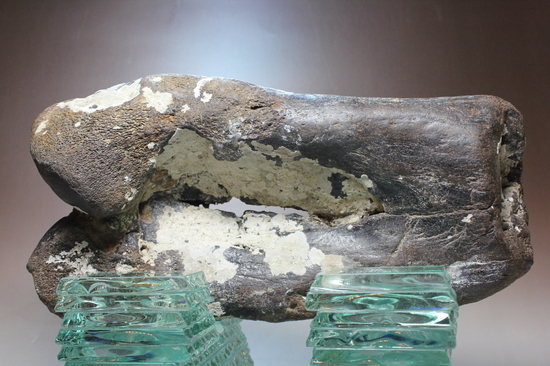 ナウマンゾウの大腿骨（その11）