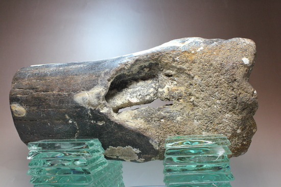 ナウマンゾウの大腿骨（その6）