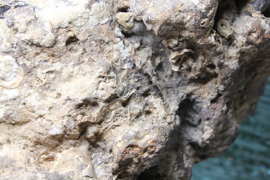 ナウマンゾウのアゴの一部（臼歯確認） 化石 販売