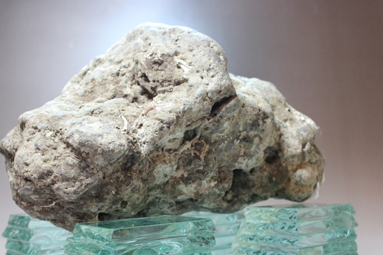 専用出品。交渉者様以外購入不可。 ナウマンゾウ　海上がり　化石 専用出品。交渉者様以外購入不可。 ナウマンゾウ 海上がり 化石 専用