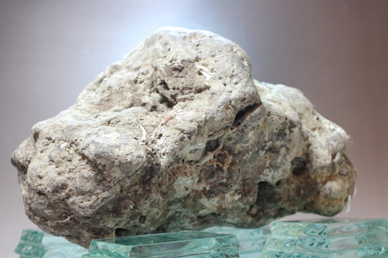 ナウマンゾウのアゴの一部（臼歯確認） 化石 販売