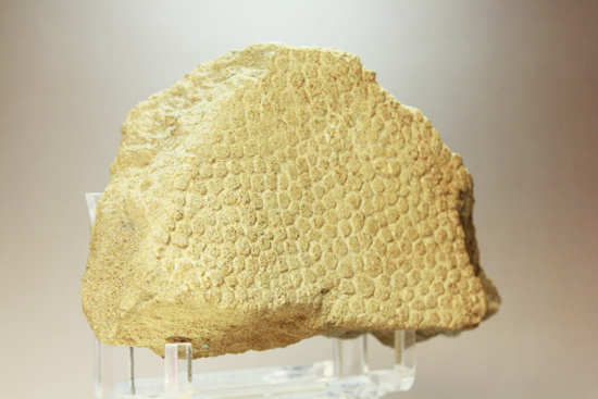 エドモントサウルスの大きい皮膚化石(その1)
