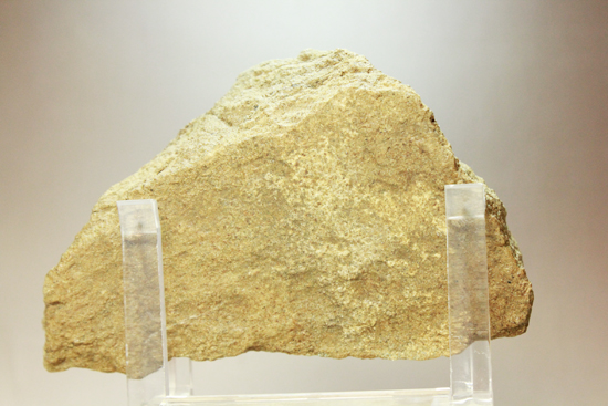 エドモントサウルスの大きい皮膚化石(その4)