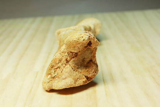 スピノサウルスの足節骨3つ(その7)