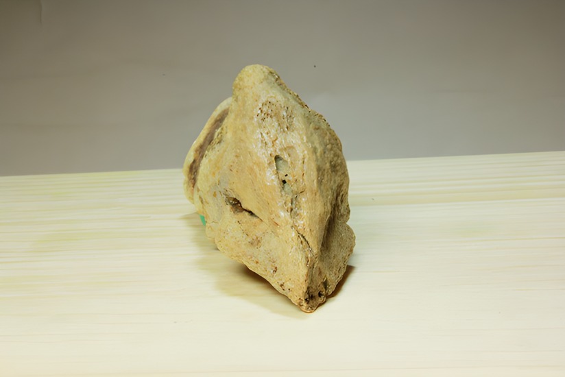 スピノサウルスの爪 恐竜 販売