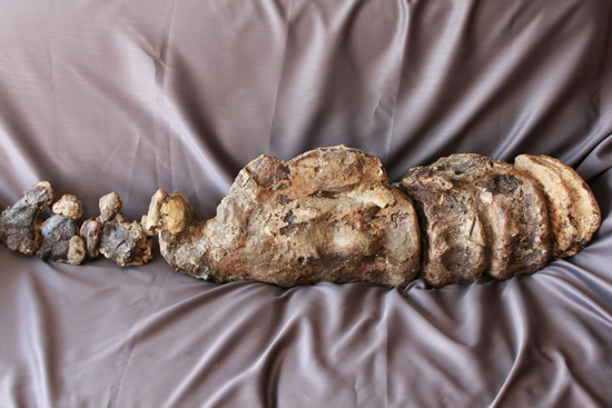 余裕で100cmオーバ、なんとトリケラトプスの首化石（５つの連体化石!!!）（その1）