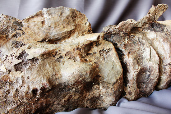 余裕で100cmオーバ、なんとトリケラトプスの首化石（５つの連体化石!!!）（その10）
